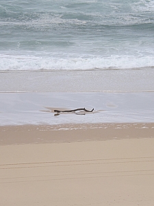 Thumbnail of DSCF1556.JPG