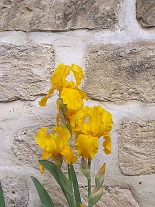 DSCF6715.jpg