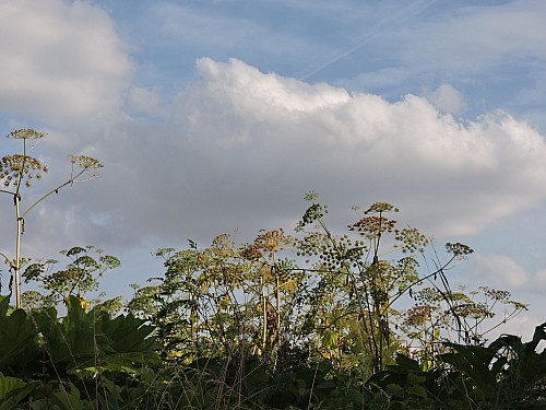 Thumbnail of DSCN3237.jpg