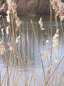 Thumbnail of DSCF2295.jpg