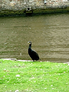 Thumbnail of bruges_47.jpg