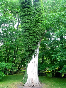 Thumbnail of gdansk_oliwa_jardins_32.jpg