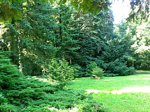 Thumbnail of kornik_arboretum_1.jpg