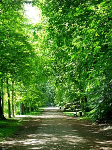 Thumbnail of kornik_arboretum_2.jpg