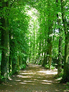 Thumbnail of kornik_arboretum_5.jpg