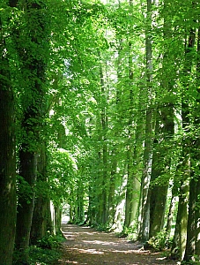 Thumbnail of kornik_arboretum_6.jpg