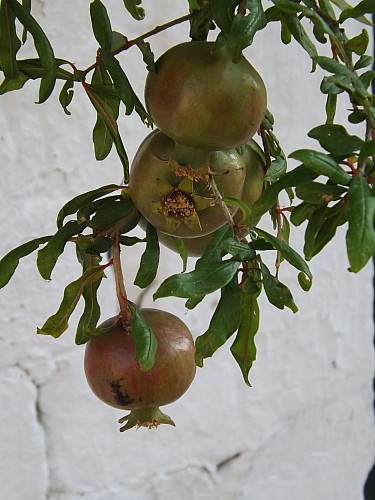 DSCF4655.JPG