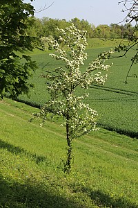 Thumbnail of IMG_7678.JPG