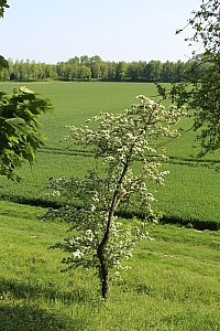 Thumbnail of IMG_7680.JPG