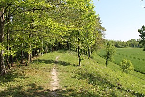 Thumbnail of IMG_7686.JPG