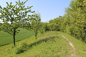 Thumbnail of IMG_7693.JPG