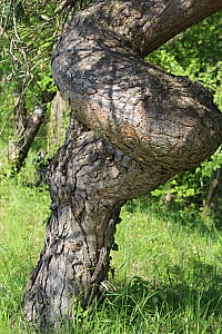 Thumbnail of IMG_7695.JPG