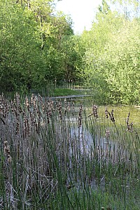 Thumbnail of IMG_7707.JPG