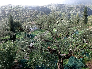 Thumbnail of 104.jpg