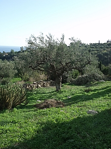 Thumbnail of 105.jpg