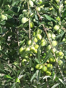 Thumbnail of 201.jpg