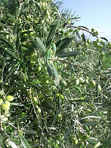 Thumbnail of 202.jpg