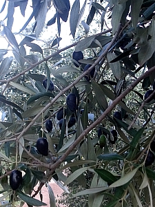 Thumbnail of 203.jpg