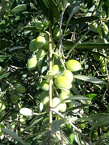 Thumbnail of 204.jpg