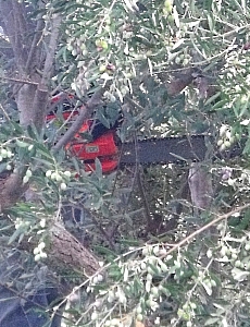 Thumbnail of 420.jpg