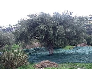 Thumbnail of 502.jpg