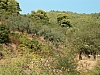chalcidique-68.JPG chalcidique-68.JPG