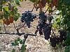 chalcidique-77.JPG chalcidique-77.JPG