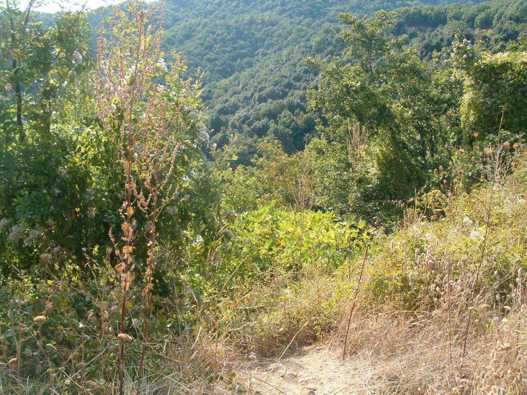 chalcidique-86.JPG