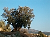 delphes-105.JPG delphes-105.JPG
