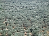 grece centrale-102.JPG grece centrale-102.JPG