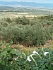 grece centrale-80.JPG grece centrale-80.JPG