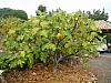 jardingrec-10.JPG jardingrec-10.JPG