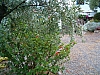jardingrec-2.JPG jardingrec-2.JPG