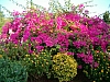 jardingrec-25.JPG jardingrec-25.JPG