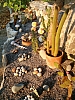 jardingrec-26.JPG jardingrec-26.JPG