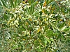 jardingrec-3.JPG jardingrec-3.JPG