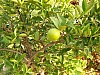 jardingrec-30.JPG jardingrec-30.JPG