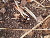jardingrec-38.JPG jardingrec-38.JPG