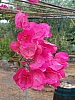 jardingrec-4.JPG jardingrec-4.JPG