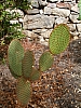 jardingrec-42.JPG jardingrec-42.JPG