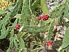 jardingrec-43.JPG jardingrec-43.JPG