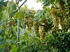 jardingrec-5.JPG jardingrec-5.JPG