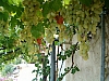 jardingrec-6.JPG jardingrec-6.JPG