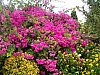 jardingrec-7.JPG jardingrec-7.JPG