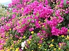 jardingrec-9.JPG jardingrec-9.JPG