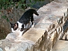 meteores-101.JPG meteores-101.JPG