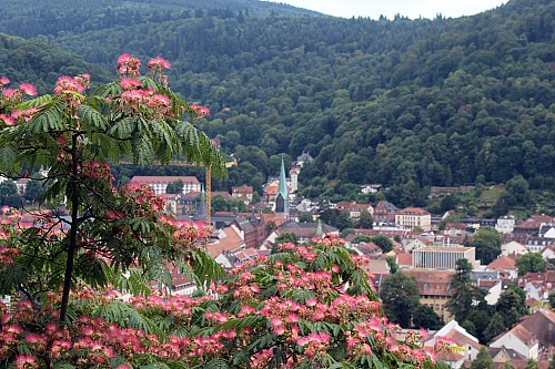 Thumbnail of heidelberg_13.jpg