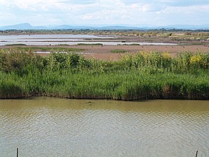 Thumbnail of marsillargues26avril17h05.jpg