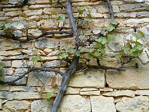 Thumbnail of vezelay14mai17h38.JPG