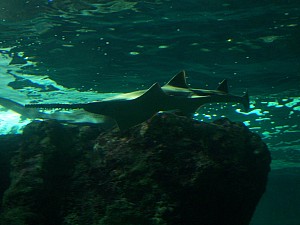 Thumbnail of brest25septembre12h06.jpg